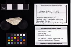 Foto (Objekt + Etikett) von Crustacea indet.  (NHMW-GEO-2014-0194-1005)
